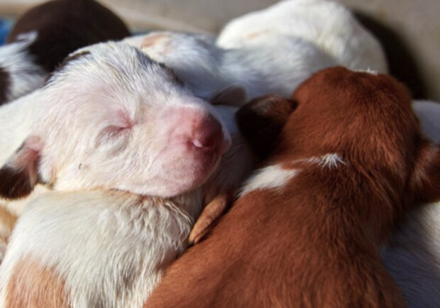 Возле Дубовой рощи выбросили новорожденных щенков в завязанном пакете 