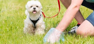 Муніципальна варта складатиме протоколи на львів'ян, які не прибирають за улюбленцями