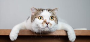 Стрийський суд оштрафував голову ОСББ за напад на сусідку через котів