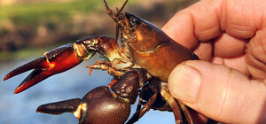 У Запоріжжі та області вводиться заборона на ловлю раків