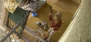 Жорстке вбивство собаки у Чернівцях: справу проти грумера раніше закрили у суді