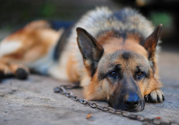 У Запоріжжі пара жорстоко побила свого собаку, бо "так сказала заводчиця" 