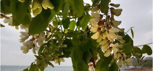 Представительница языкового омбудсмена на Юге Украины рассказала, что думает о гимне Одессы