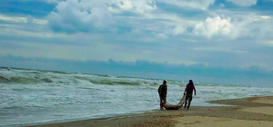 На берегах Одесской области снова находят мертвых дельфинов (фото)