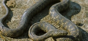 В Днепре на Набережной стали часто замечать водяных ужей: опасны ли они