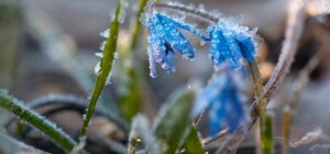 На Львівщині прогнозують заморозки
