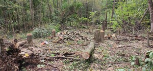 Под Киевом вырубают уникальный лес под застройку