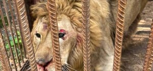 Во время обстрелов Киевской области пострадал лев Брецель