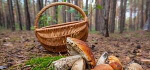 В Одессе и области снова отравились грибами 