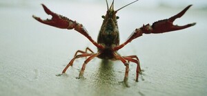 В некоторых районах Одесской области разрешили ловить раков