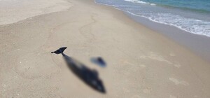 Экоцид: из-за войны в Черном море погибли около 50 000 дельфинов 