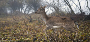 До заповідника Одеської області завезли ланей