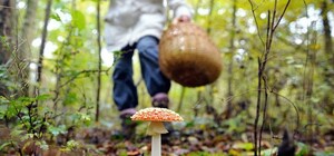 В Одессе три человека отравились грибами: из них двое – дети