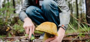 В Запорожском районе два человека отравились собранными грибами