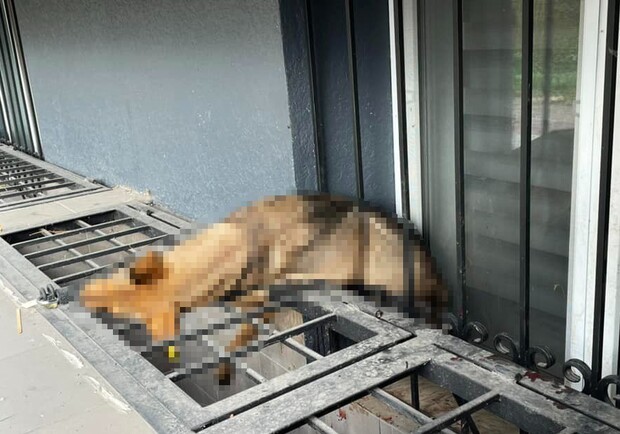 В Запорожье мужчина до смерти избил собаку и угрожал переселенке, которая ее защищала - фото: facebook.com/vkgunpzp/