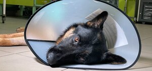 В Одессе лечат овчарку, раненную во время обстрела Херсонской области