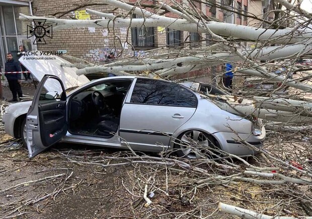 У Запоріжжі дерево впало на чоловіка та автомобіль 