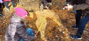 Уничтожение леса в Приднепровске: что решил суд