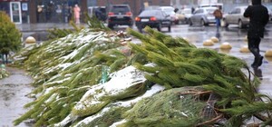 У Львові відкриють ялинкові базари — адреси