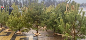 Сколько будут стоить елки и сосны на официальных городских базарах