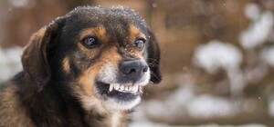 На Одещині собака покусав жінку: постраждалий у тяжкому стані