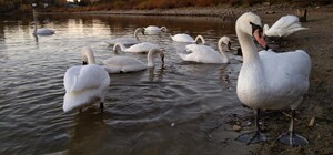 На озері у Трускавці зимують лебеді — відео
