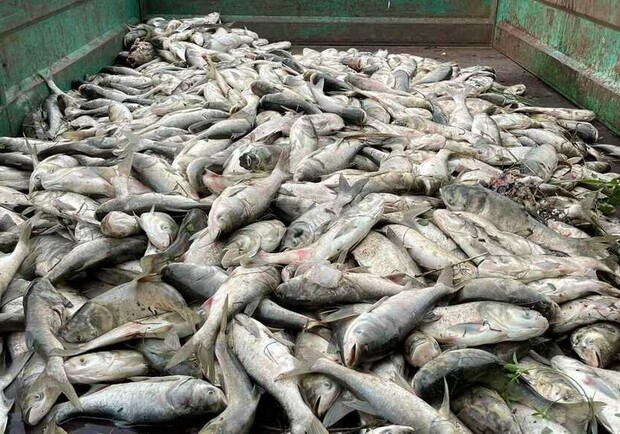 СБУ розслідує масову загибель риби у Дніпрі біля Запоріжжя після пошкодження Каховської ГЕС. 