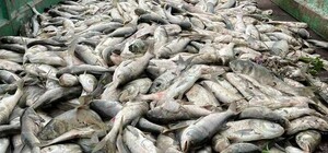 У Дніпрі біля Запоріжжя масово гине риба після пошкодження Каховської ГЕС 