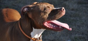 Протеиновое питание для собак: как влияет на здоровье и физическую форму