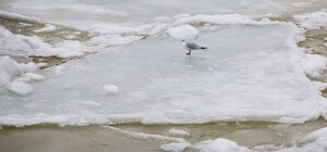 В Харькове прохожие спасли провалившегося под лед подростка