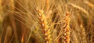 У Харківській області скасували дозволи на вивезення агропродукції