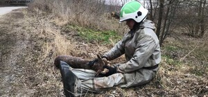 На Киевщине спасатели достали из озера раненого оленя