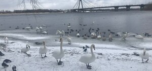 На Оболонской набережной в Киеве гибнут лебеди