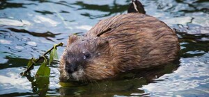 На Хортице обнаружили следы присутствия бобров, ранее не живших на острове