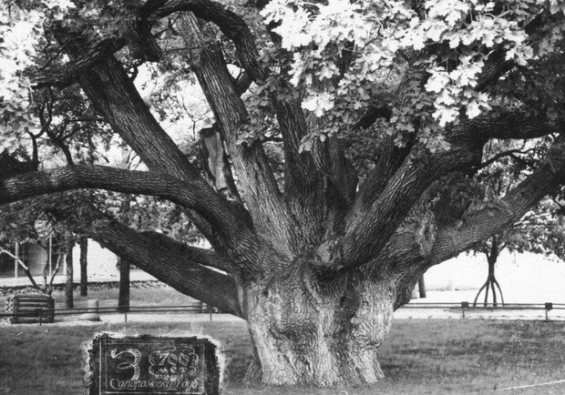 В Запорожье рухнуло самое старое дерево в Украине – 700-летний дуб. 