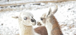 Одесский зоопарк объявил конкурс 