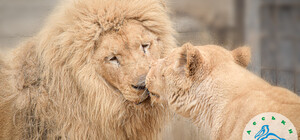 В Одесском зоопарке определились с парой года