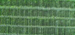 Національній академії аграрних наук України повернули землю на 801 мільйон