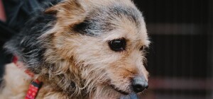 Маленький собака Люсі, знайдений у Львові з повідком, чекає на 