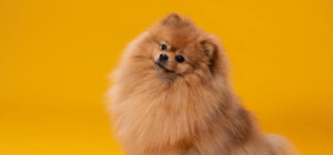 Киевлянин из СИЗО провернул оригинальную аферу