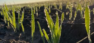 В Одесской области стартовала посевная 