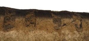 Видно захоронения: в городе на Днепропетровщине нашли старинное кладбище