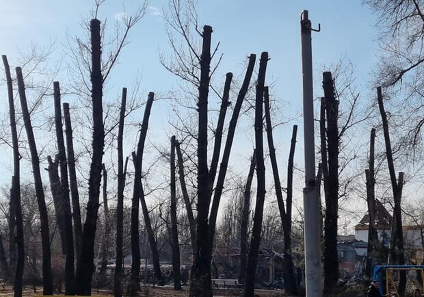 В Дубовке радикально обрезали деревья "под карандаш" - 