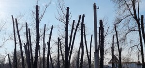 В Дубовке радикально обрезали деревья 