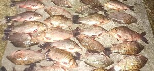 Наловил карасей на 100 тысяч гривен: житель Киевской области занимался незаконной рыбалкой