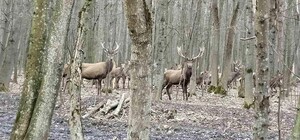 В угодьях Киевской области провели учет диких животных