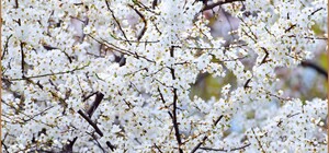 В одесский парк Победы пришла весна: смотри, как это красиво