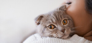 Де в Одесі можна безкоштовно стерилізувати та вакцинувати бродячих котів