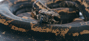 У Києві жінка влаштувала переполох через картонку, яку прийняла за удава