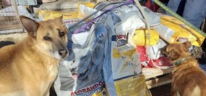 «Ф-поддержка» работает: как украинцы накормили 4 тысячи бездомных животных